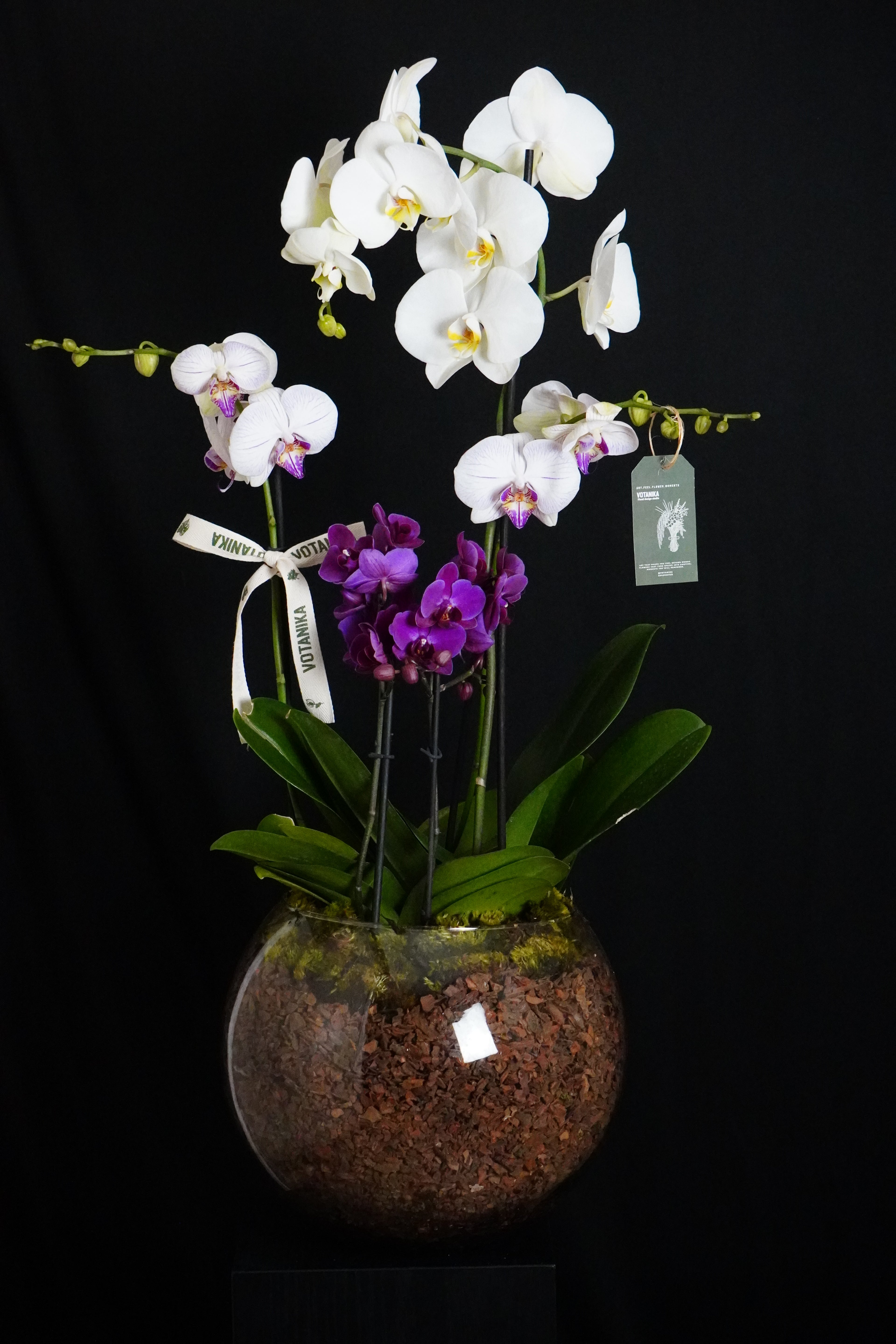 Orquidea’s