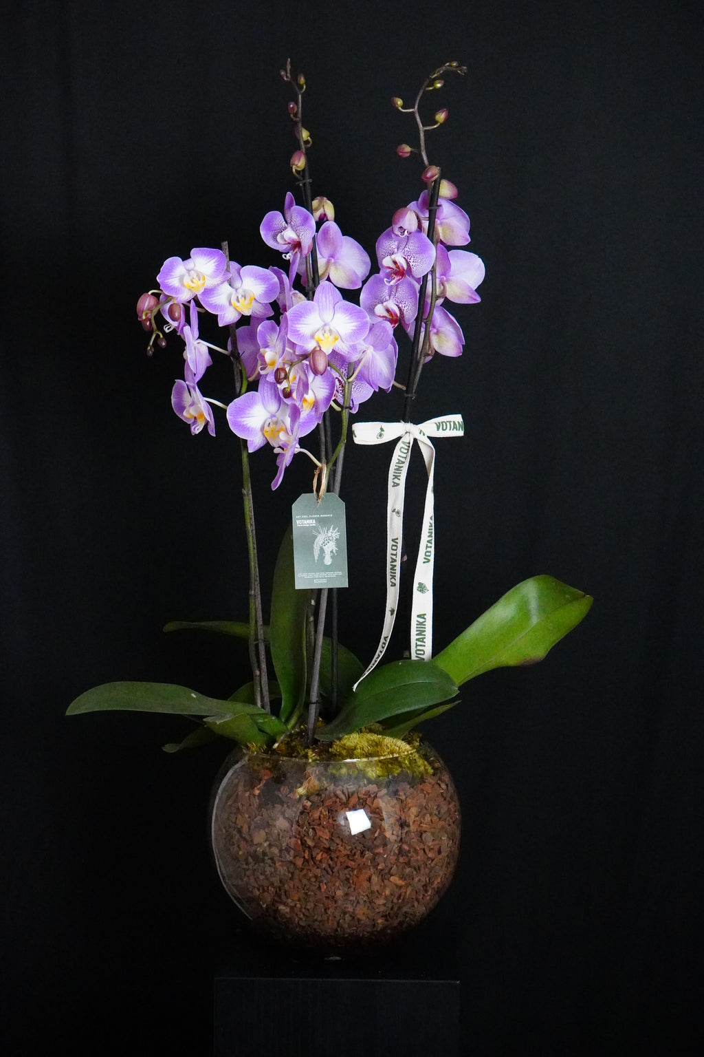 Orquidea’s