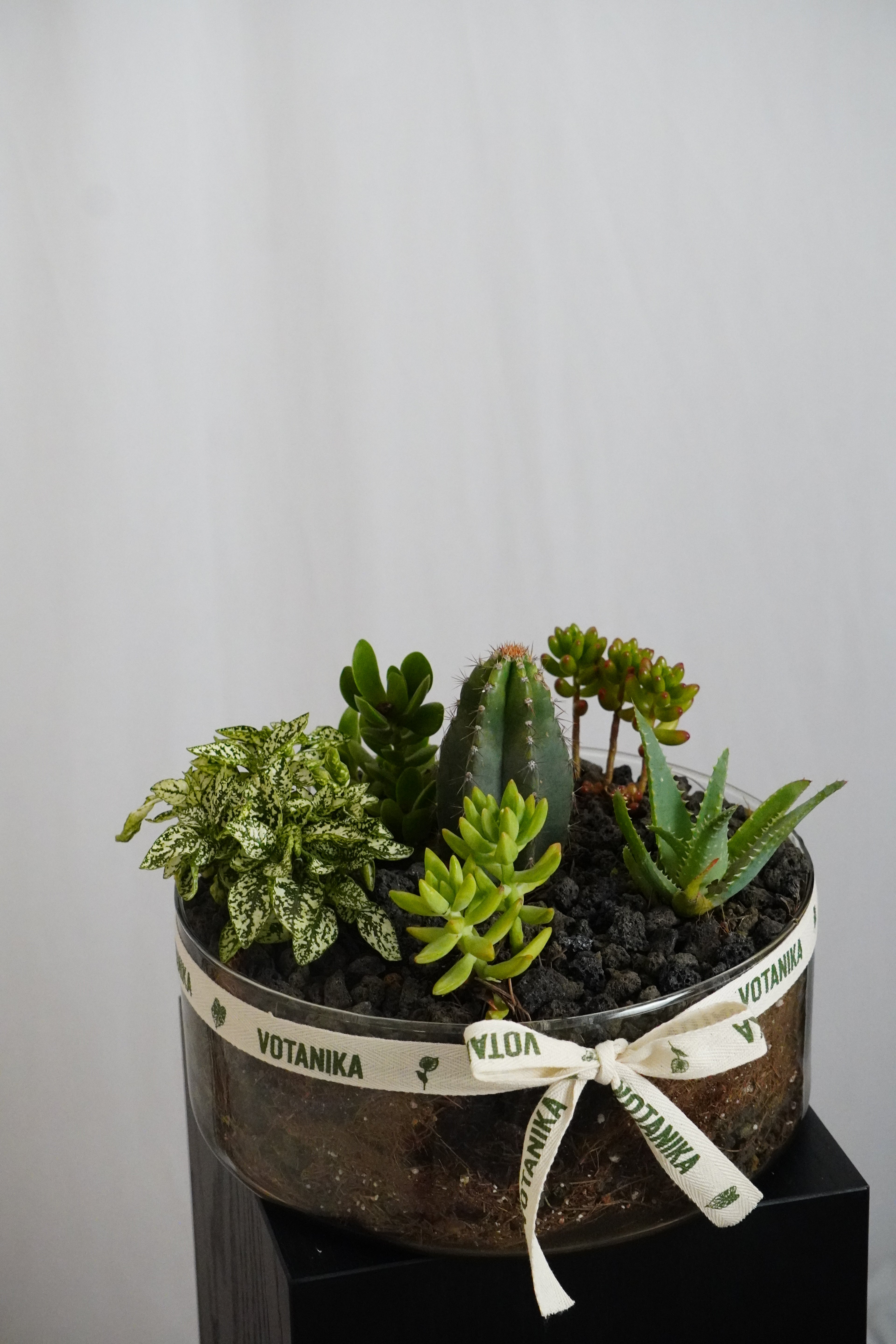 Terrario