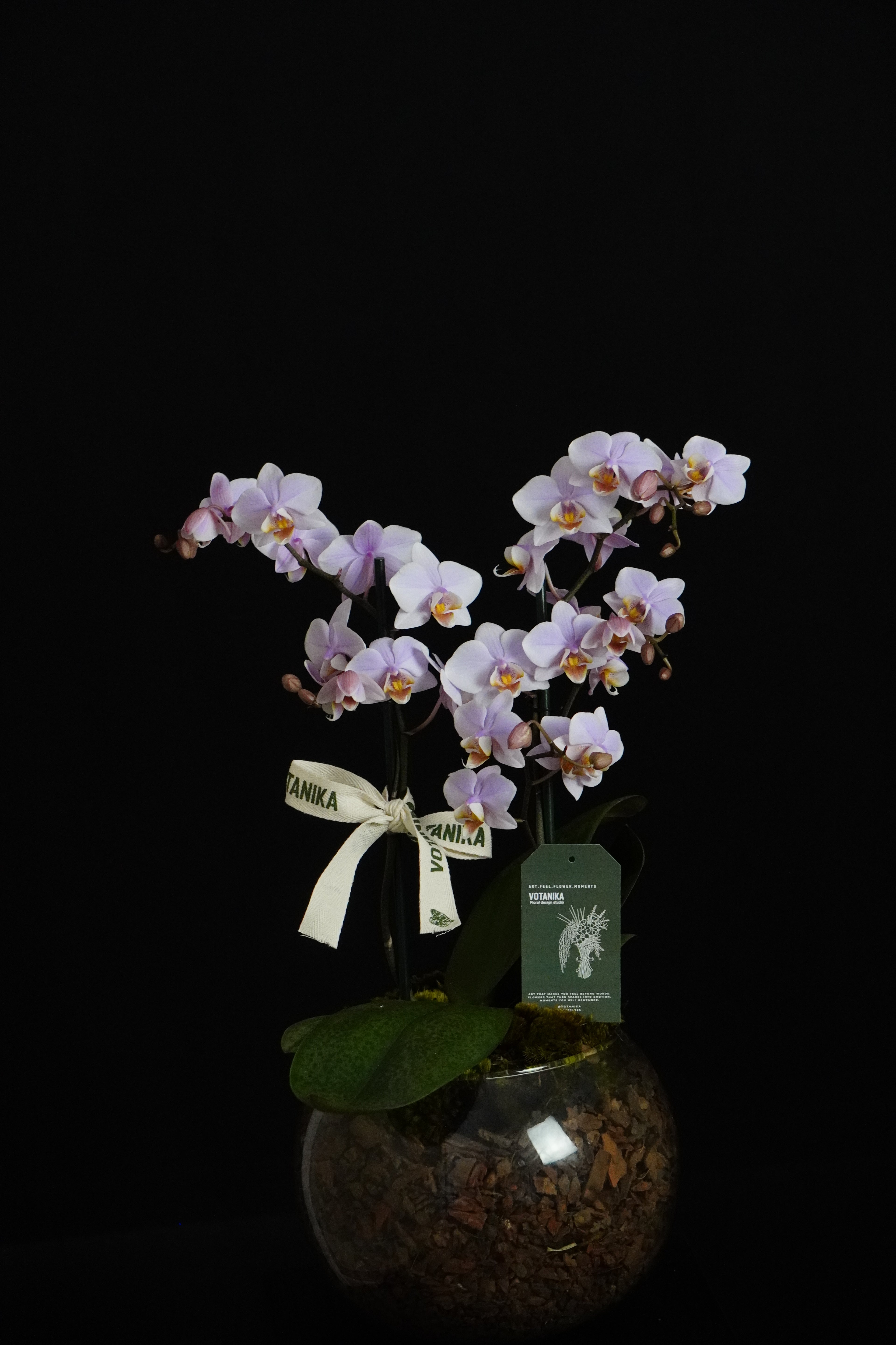 Orquidea’s